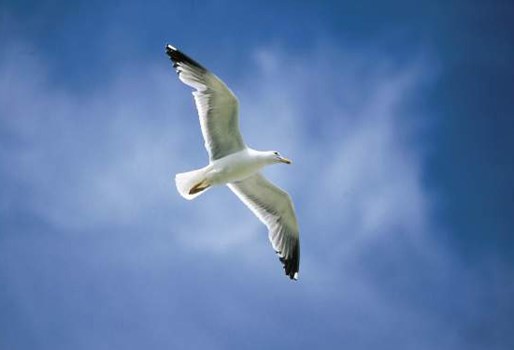 bi_CD_ave2_bd.jpg                                              009EC020msanchez                       C4DFDB79: