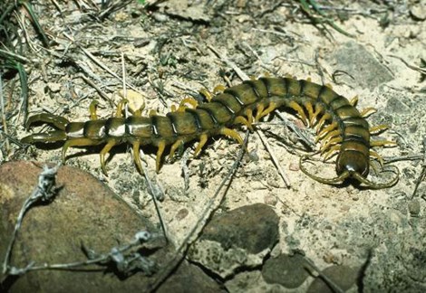 bi_CD_artropodo4_bd.jpg                                        009EC020msanchez                       C4DFDB79: