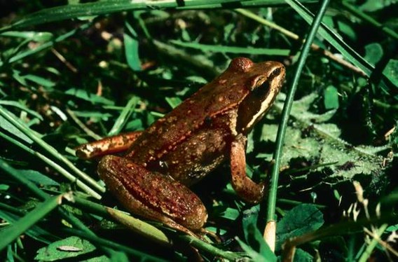 bi_CD_anfibio2_bd.jpg                                          009EC020msanchez                       C4DFDB79: