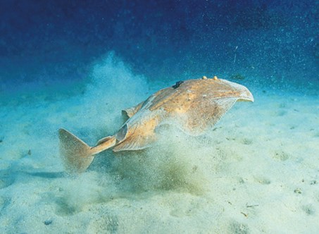 bi_CD_pez1_bd.jpg                                              009EC020msanchez                       C4DFDB79: