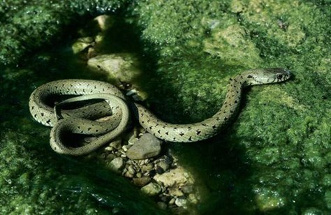 bi_CD_reptil5_bd.jpg                                           009EC020msanchez                       C4DFDB79: