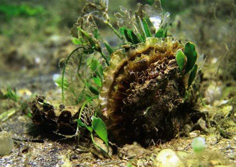 bi_CD_molusco4_bd.jpg                                          009EC020msanchez                       C4DFDB79: