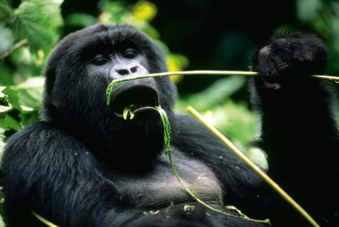 B2.jpg                                                         009EC020msanchez                       C4DFDB79: