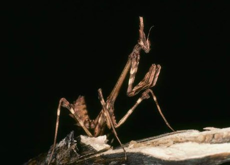 bi_CD_artropodo8_bd.jpg                                        009EC020msanchez                       C4DFDB79: