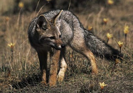 bi_CD_mamifero4_bd.jpg                                         009EC020msanchez                       C4DFDB79: